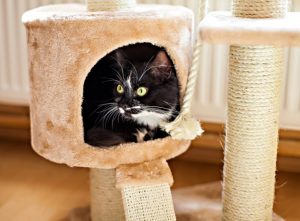 Bien choisir son arbre à chat